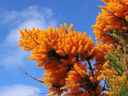 Western Australian Christmas Tree