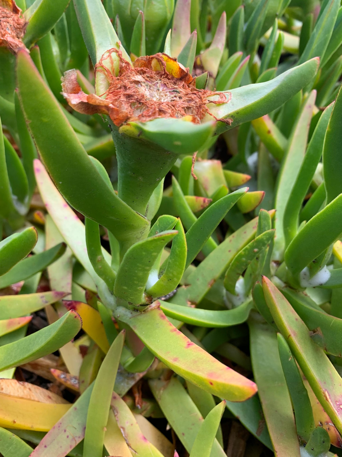 Ice Plant