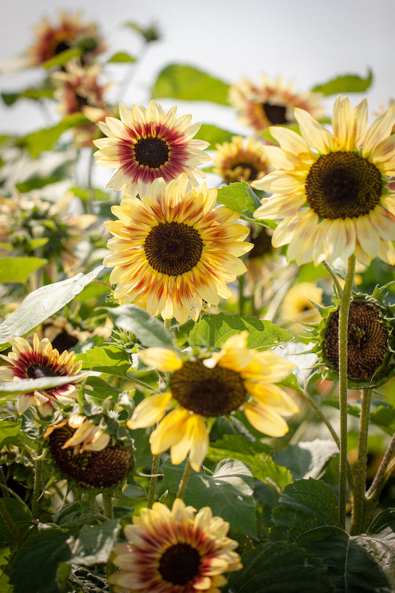 Summer Lovin – Sunflower Seed