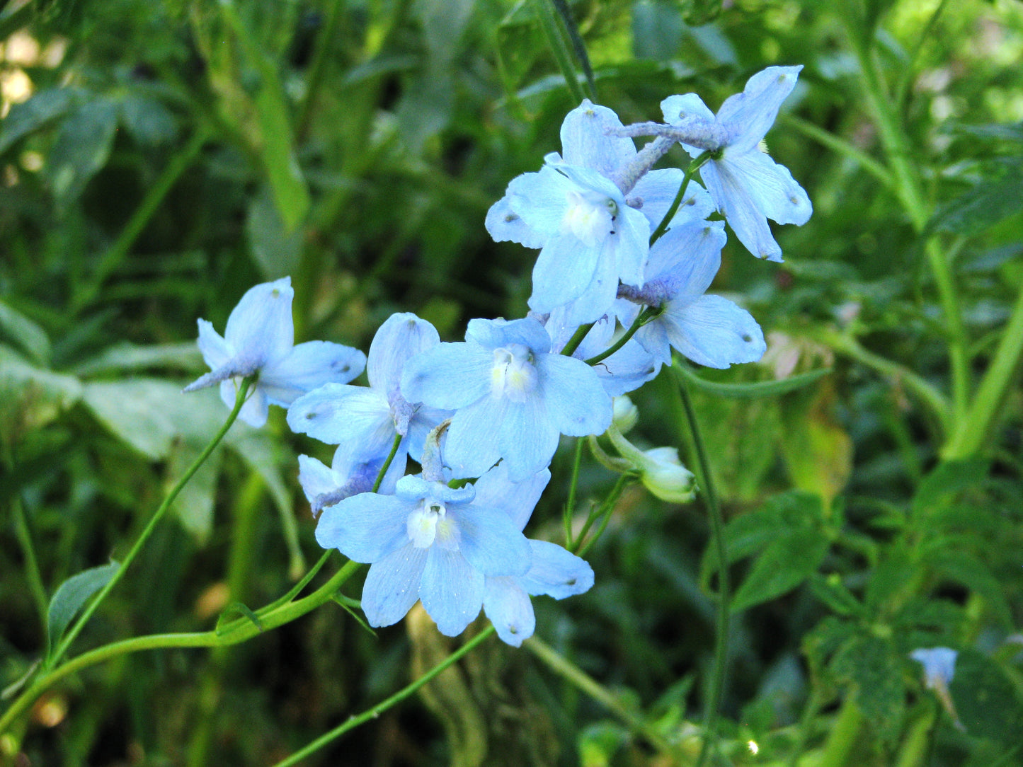 Belladonna Mix – Delphinium Seed