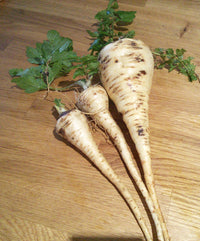 Parsnip- Guernsey