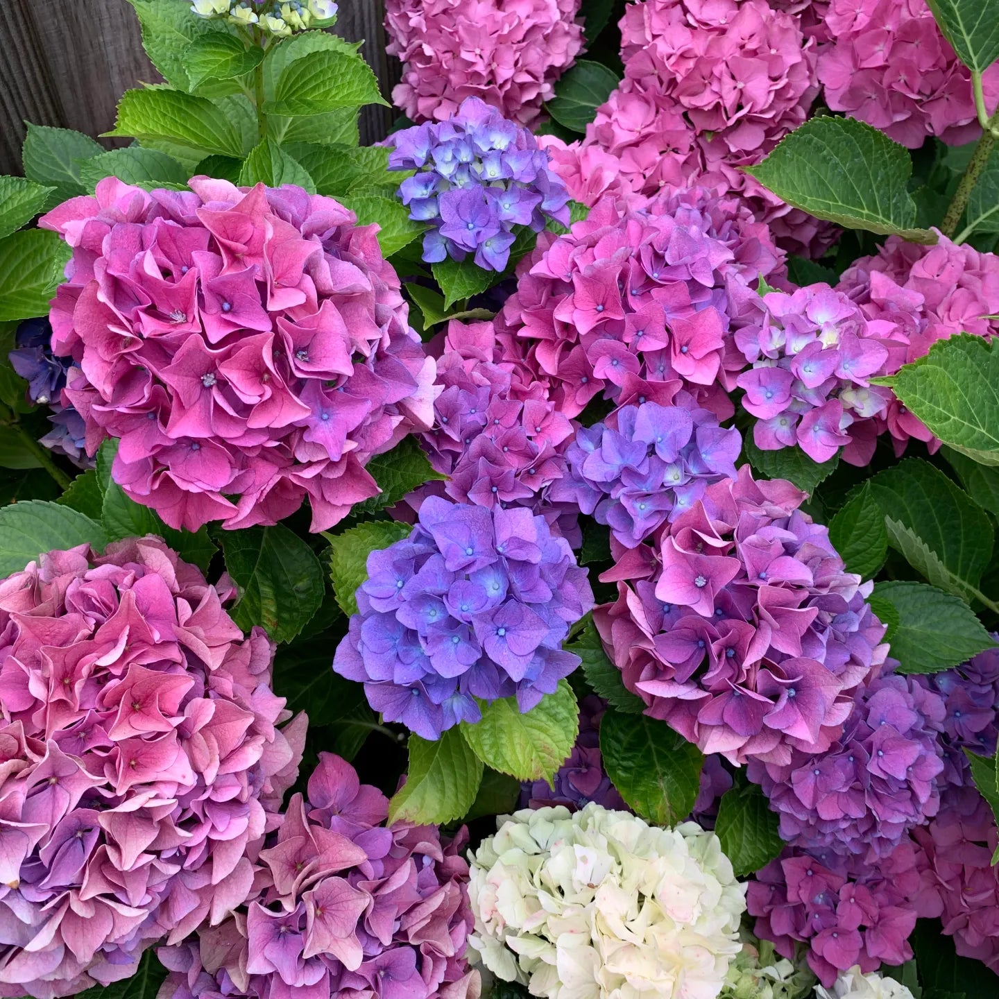 Vanilla Strawberry Panicle Hydrangea Mixed Color Seeds