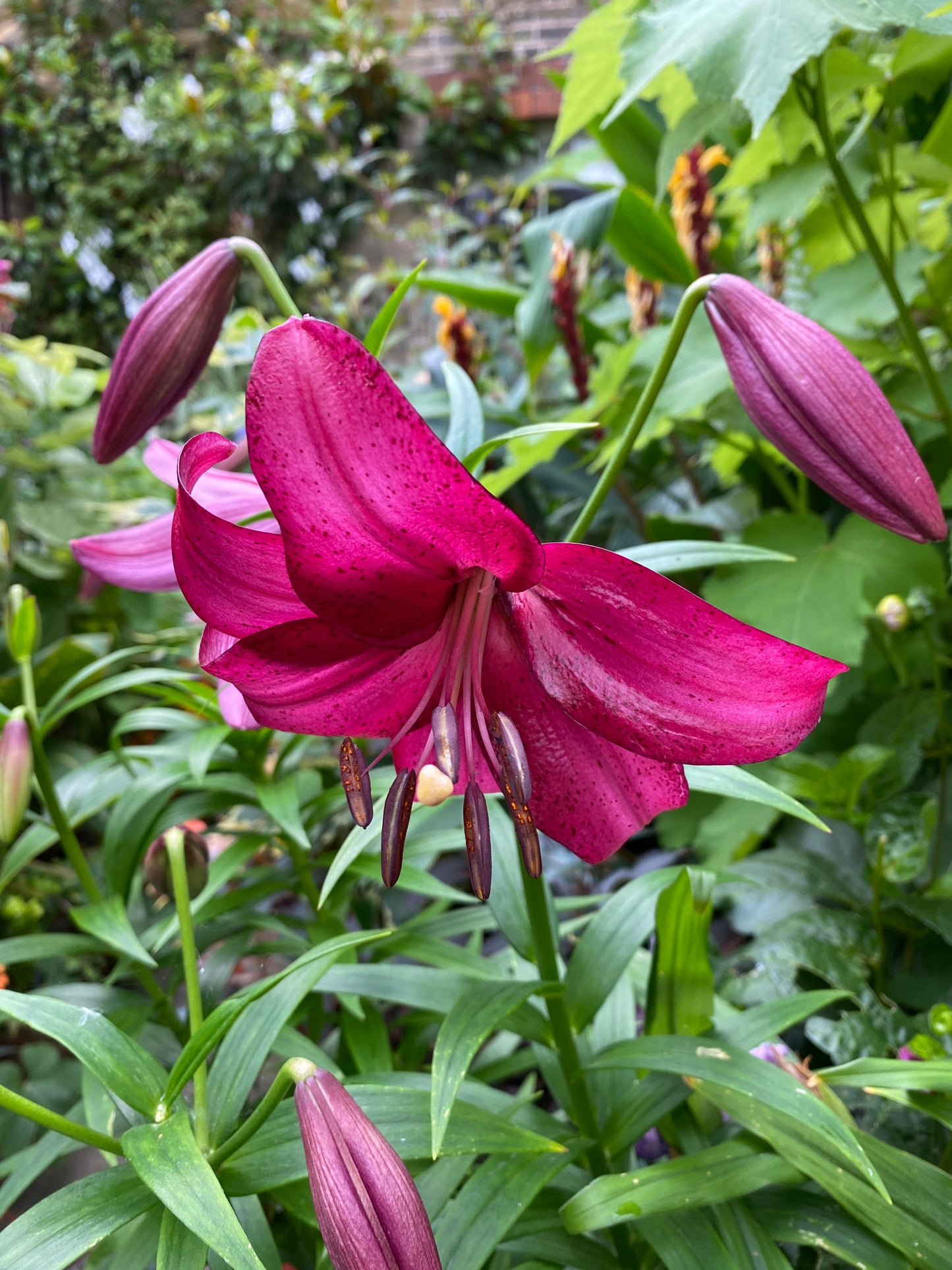 Asiatic Lily- Purple Marble