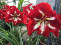 Dutch Amaryllis Mix Colors Bulbs