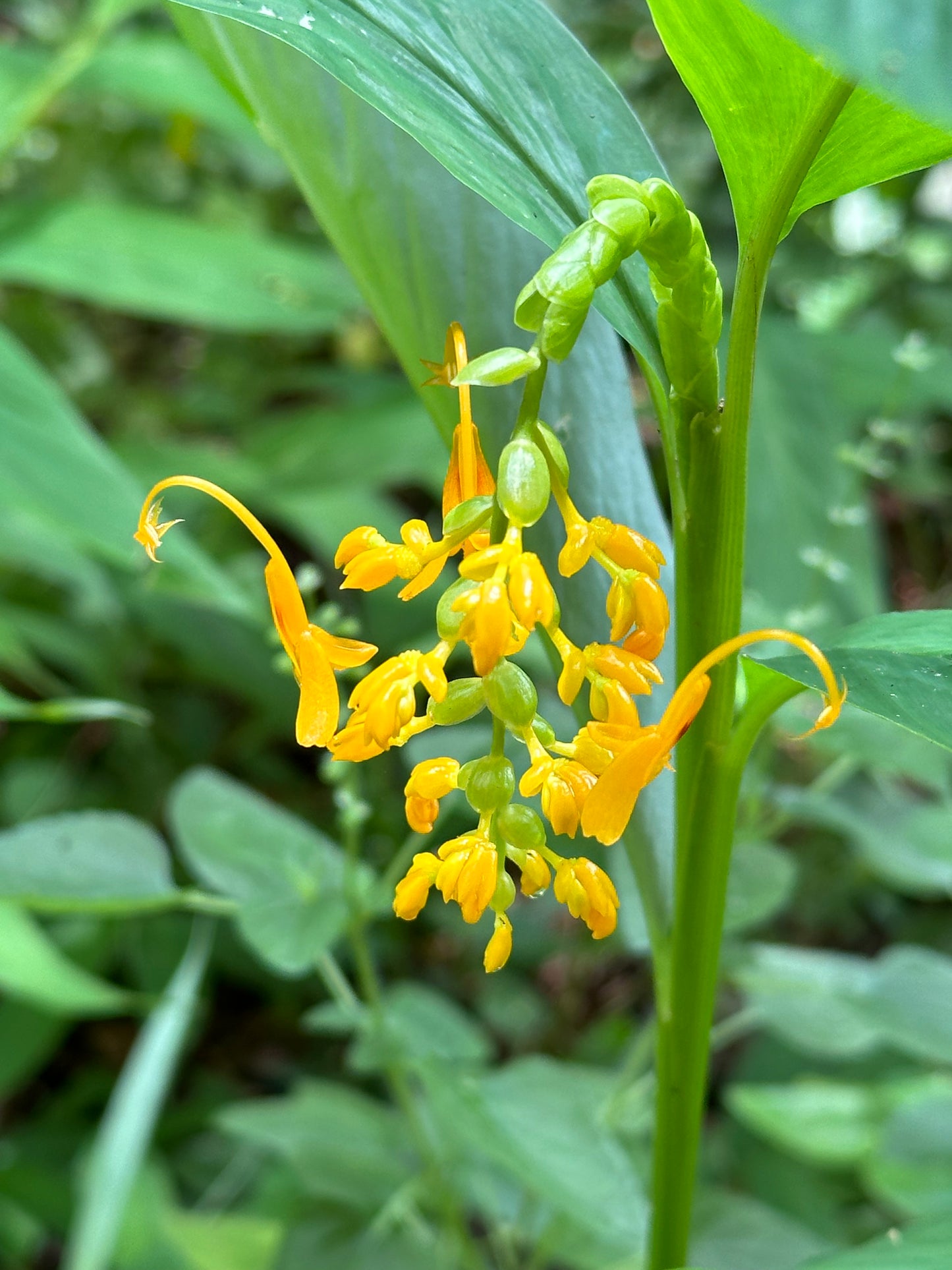 Globba Winitii Dancing Ladies Bulbs