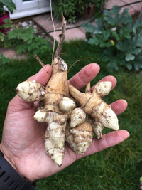 Jerusalem Artichoke (Tuber)