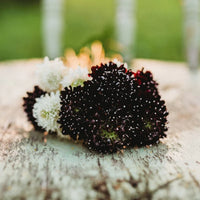 Pincushion Mix – Organic Scabiosa Seed