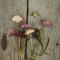 Pincushion Mix – Organic Scabiosa Seed