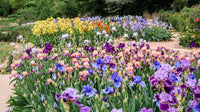 Breck's Bearded Iris Grab Bag Seeds