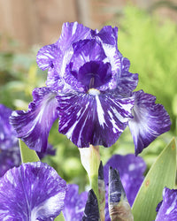 Batik Bearded Iris Seeds