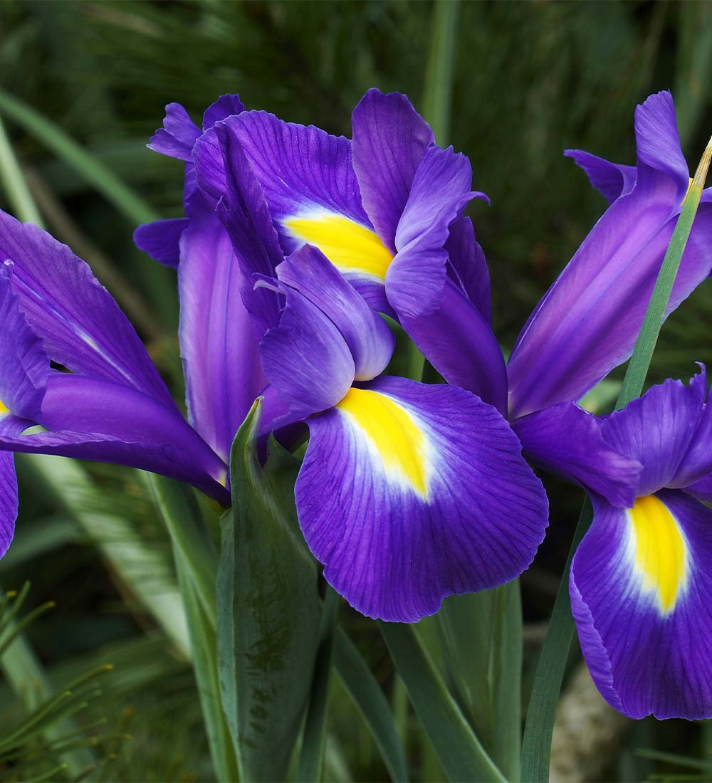 Purple Iris Bulbs