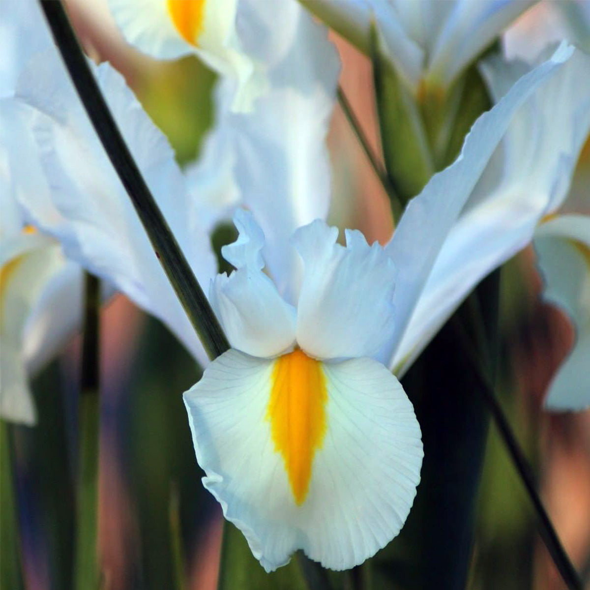 Iris Casablanca White Yellow Bulbs