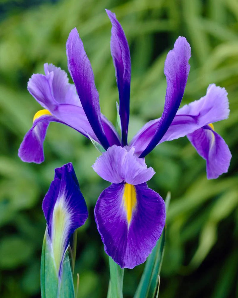 Purple Iris Bulbs