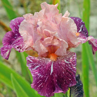 Anaconda Love Bearded Iris