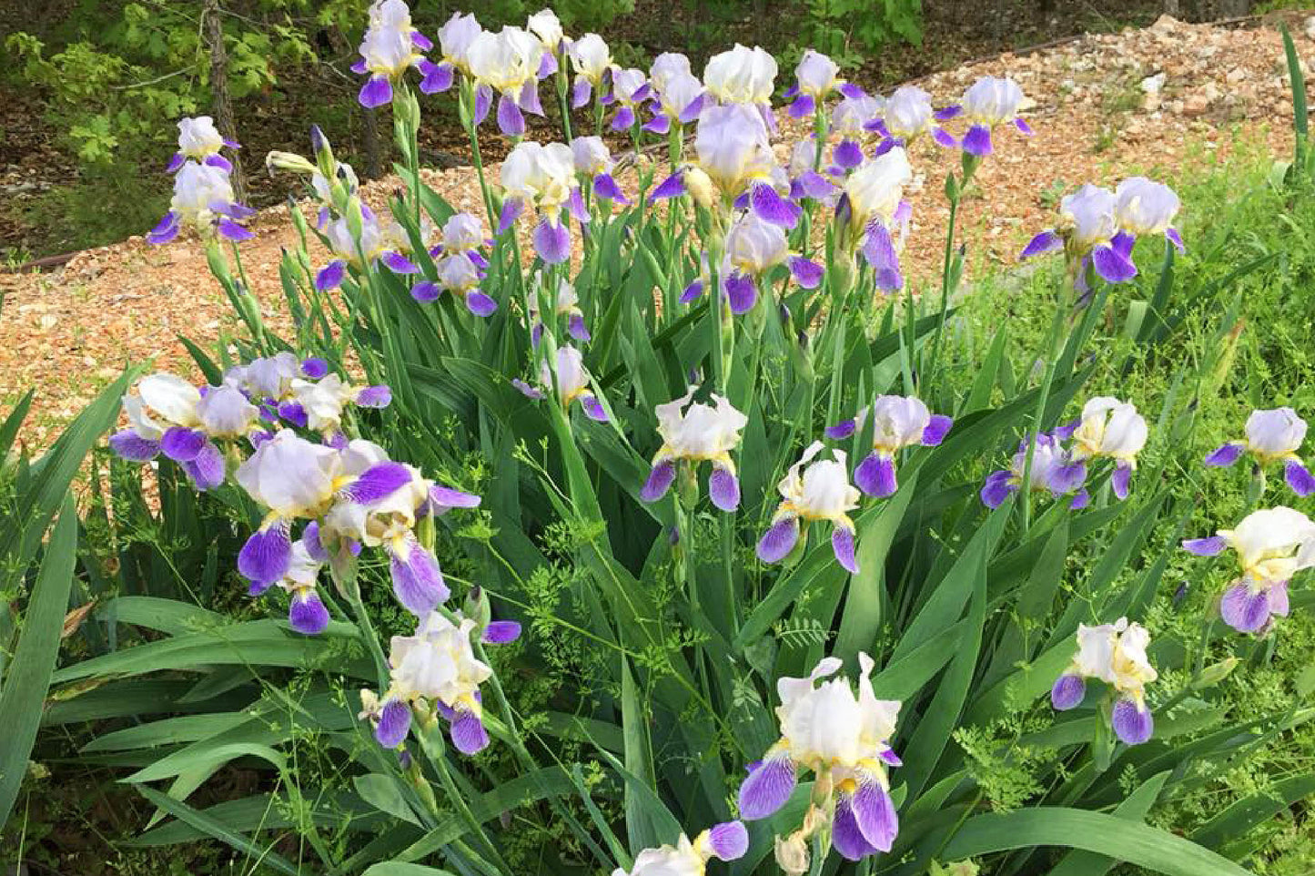 Autumn Breeze Reblooming Bearded Iris Seeds