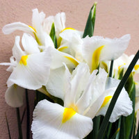 Iris Casablanca White Yellow Bulbs