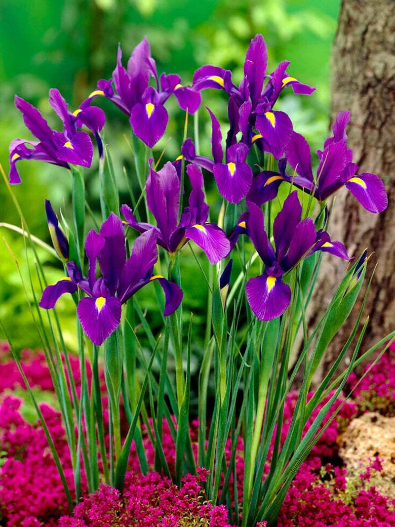 Purple Iris Bulbs