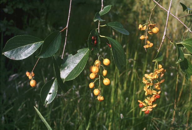 Powerful Celastrus Paniculatus Seeds