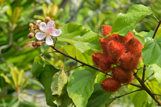 Achiote