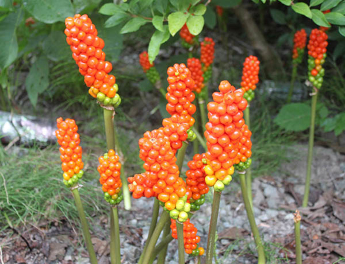 Arum italicum