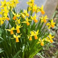 Daffodil Fortissimo Yellow Bulb