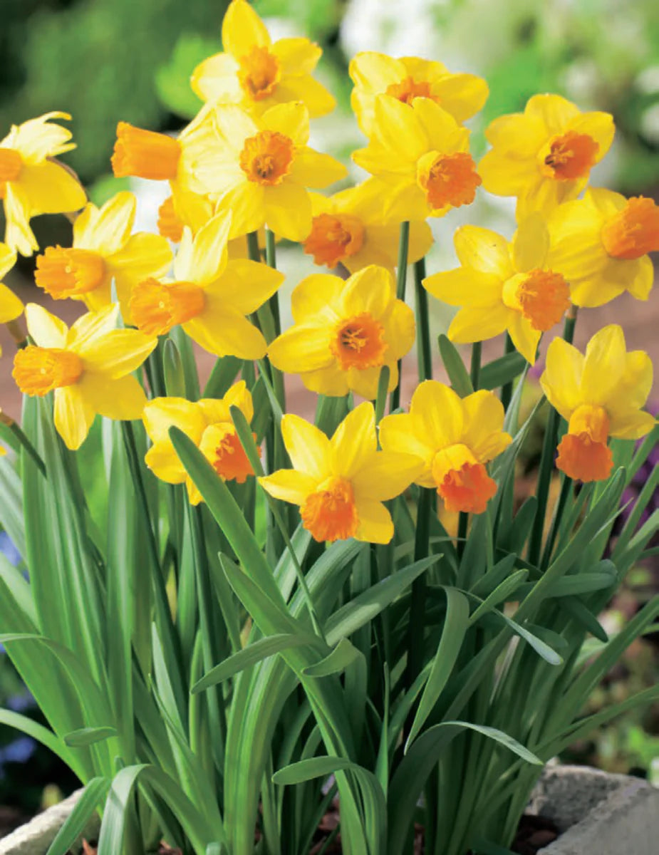 Daffodil Fortissimo Yellow Bulb