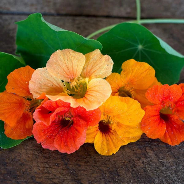 Jewel Mix – Nasturtium Seed