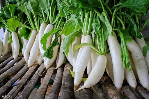 Radish Pusa Chetki Vegetable Seeds