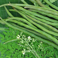 Drumsticks, Moringa Oleifera Vegetable Seeds