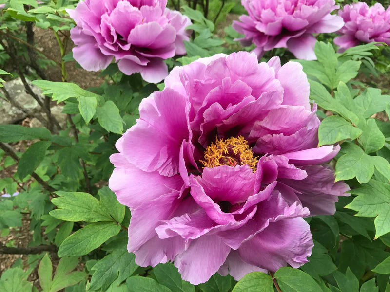 Vintage Rockii-Flare Tree Peony