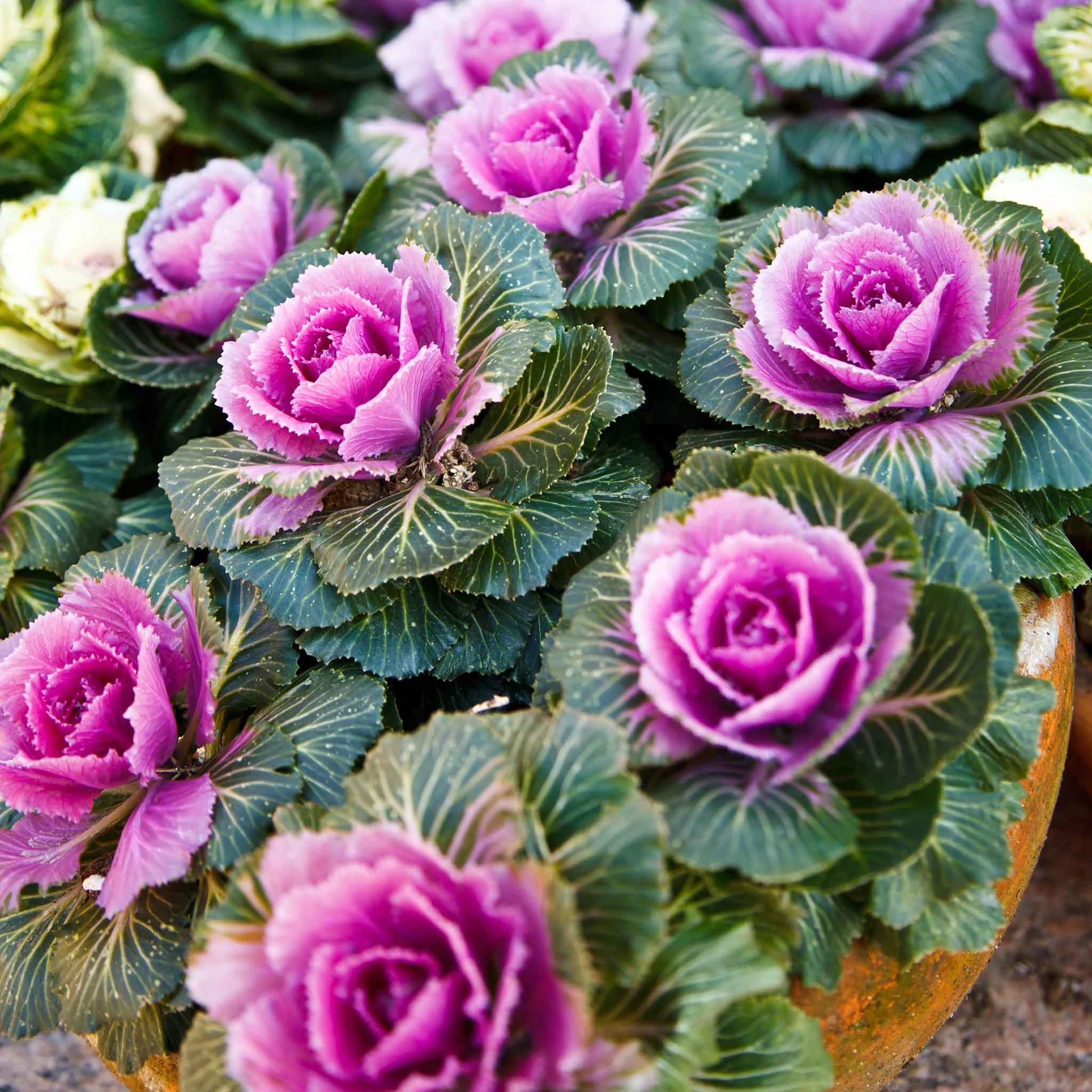 Crane Pink – Ornamental Kale Seed