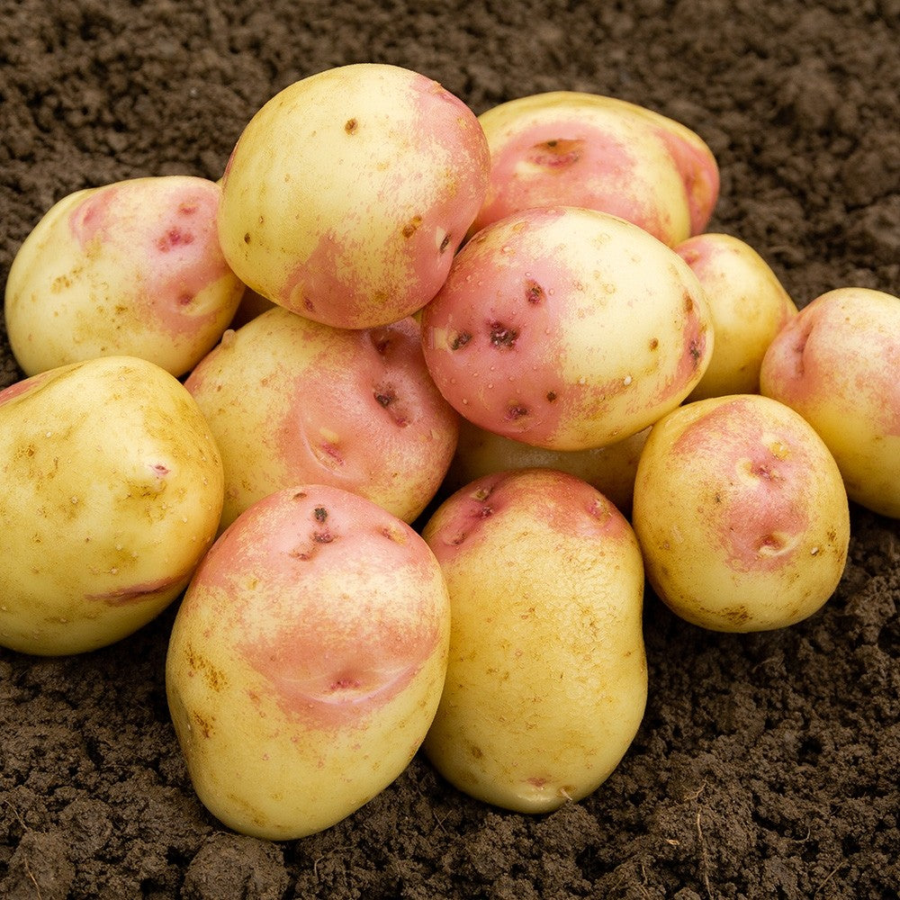 Certified Seed Potato- King Edward