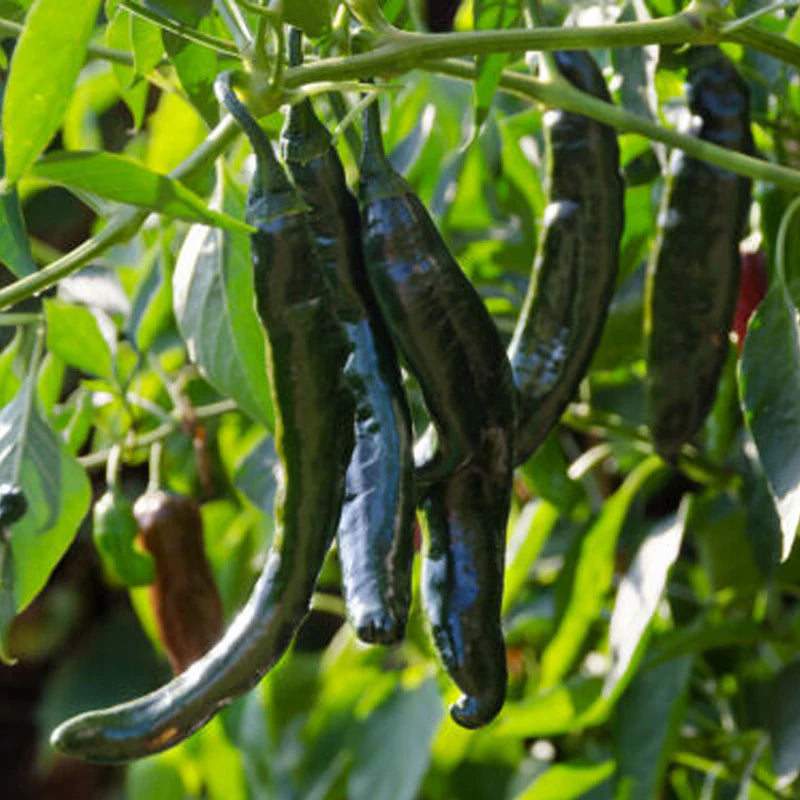 Chilli- Pasilla Bajio