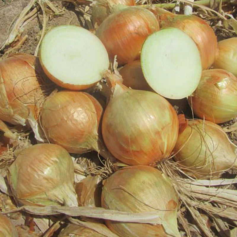 Yellow Granex – Onion Seeds