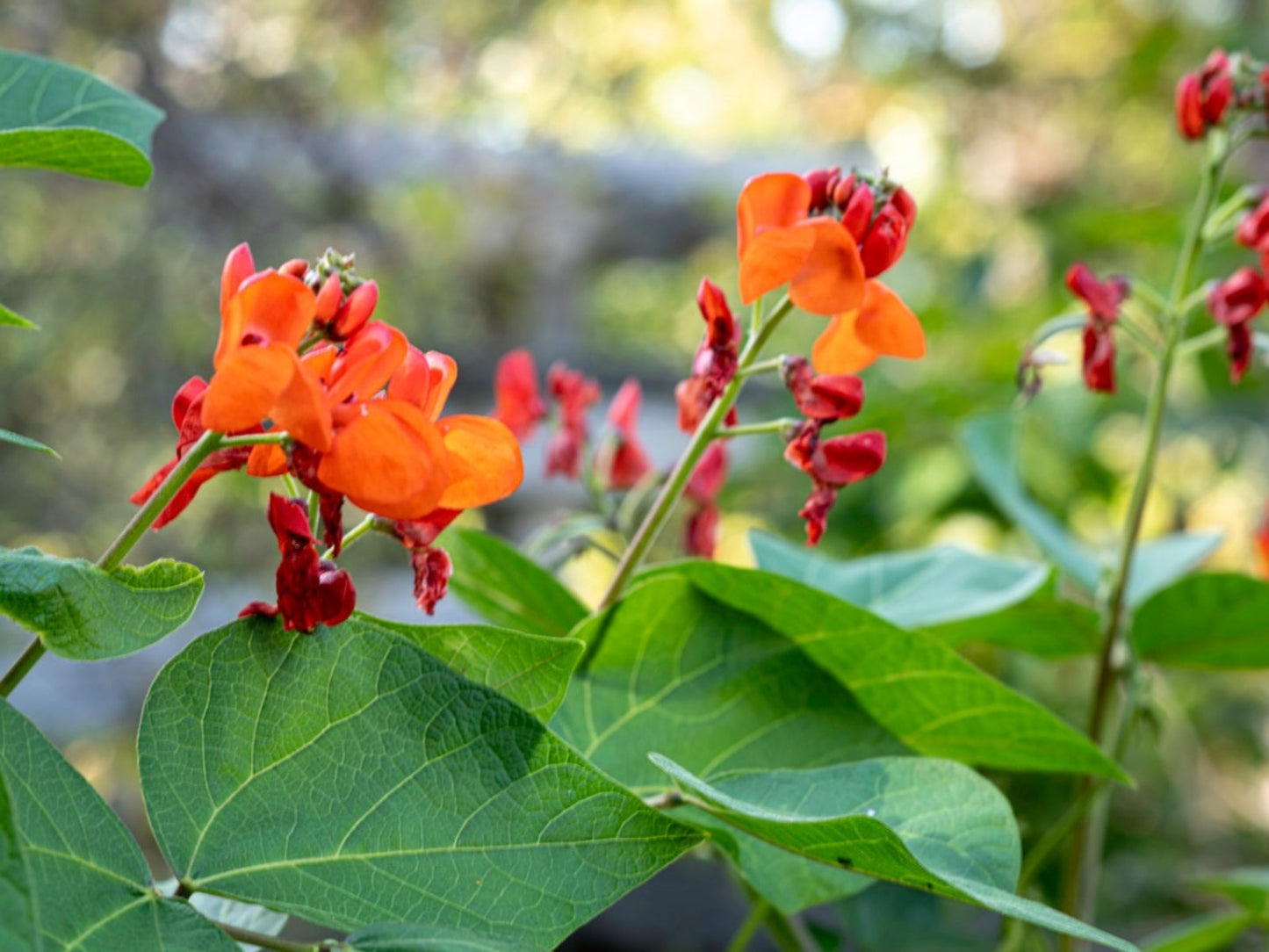 Scarlet Runner Bean – Flower Seed