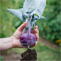 Azur Star – Organic Kohlrabi Seed