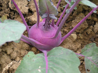 Azur Star – Organic Kohlrabi Seed