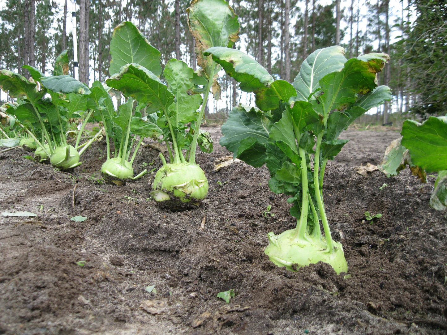 Winner – Kohlrabi Seed