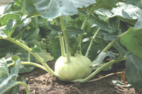 Terek – Kohlrabi Seed