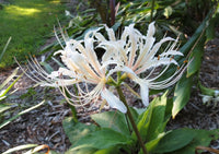 Lycoris Spider Lily Random Color Bulbs