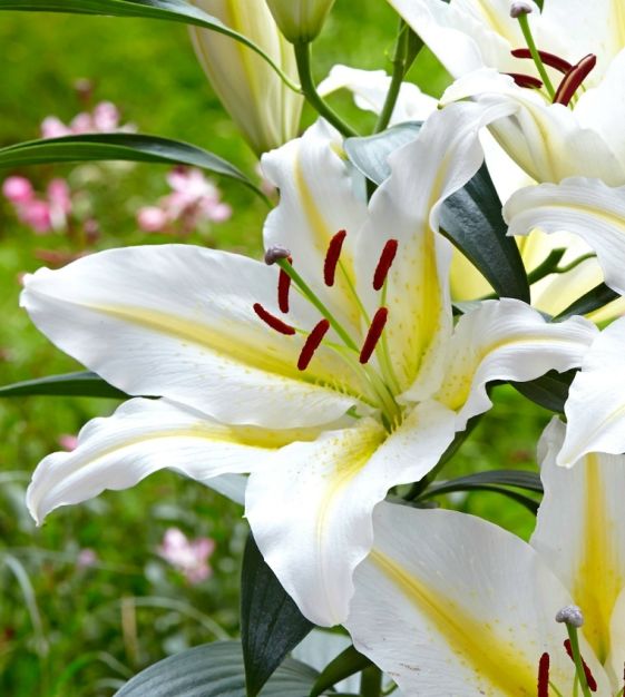 Ice Dancer Lily White Bulbs