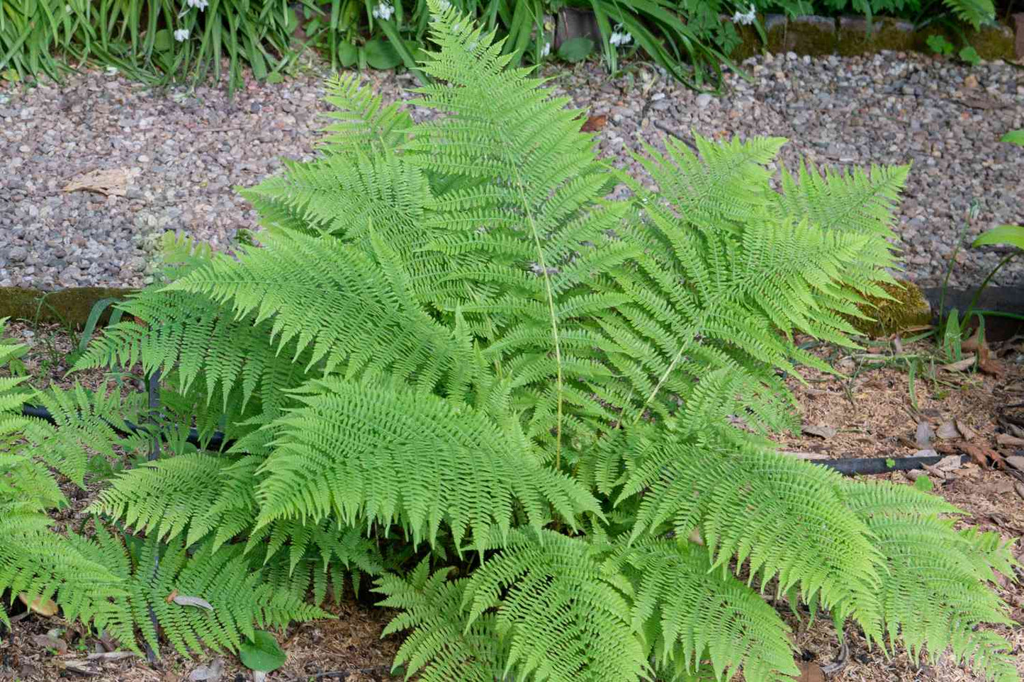 Lady Hardy Fern