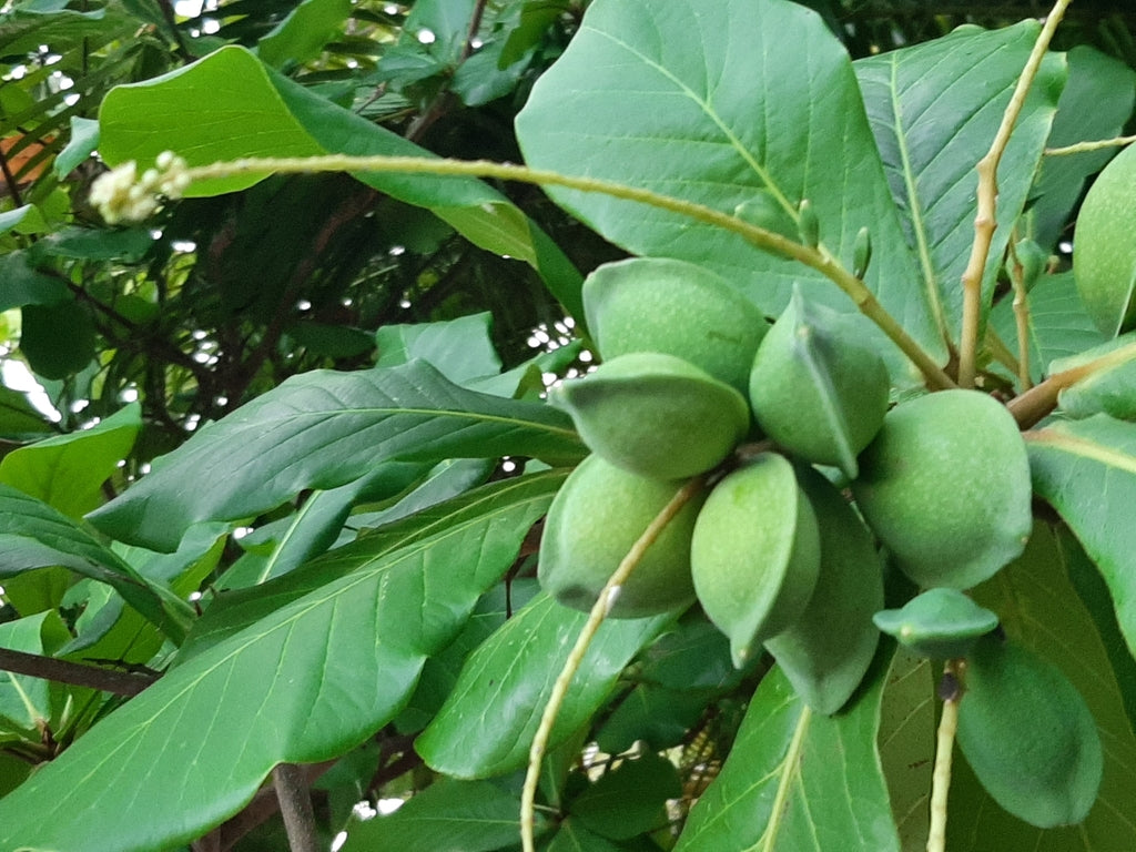 Terminalia Catappa, Bengal Almond - Seeds