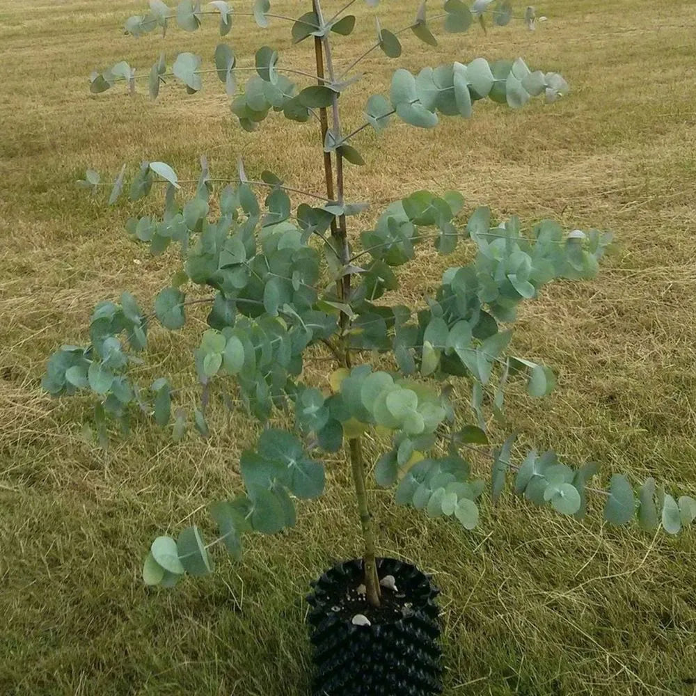 Eucalyptus- Argyle Apple