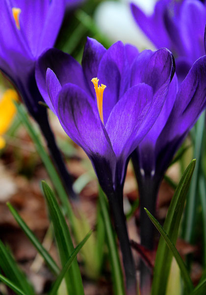 Crocus Flower Record Bulbs