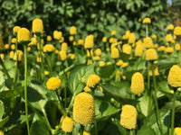 Lemon Drops – Spilanthes Seed