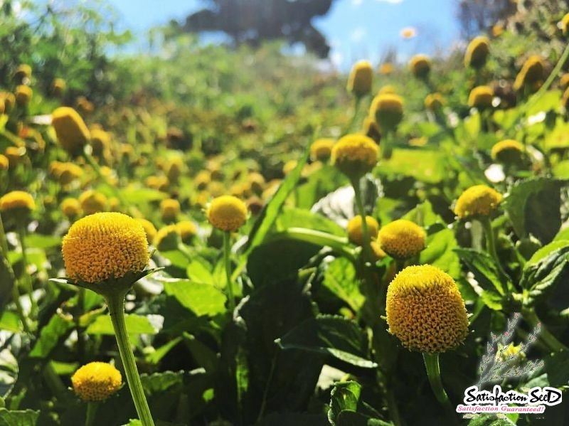 Lemon Drops – Spilanthes Seed