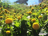 Lemon Drops – Spilanthes Seed