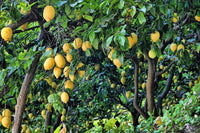 Citrus Galgal, Nimboo - Seeds