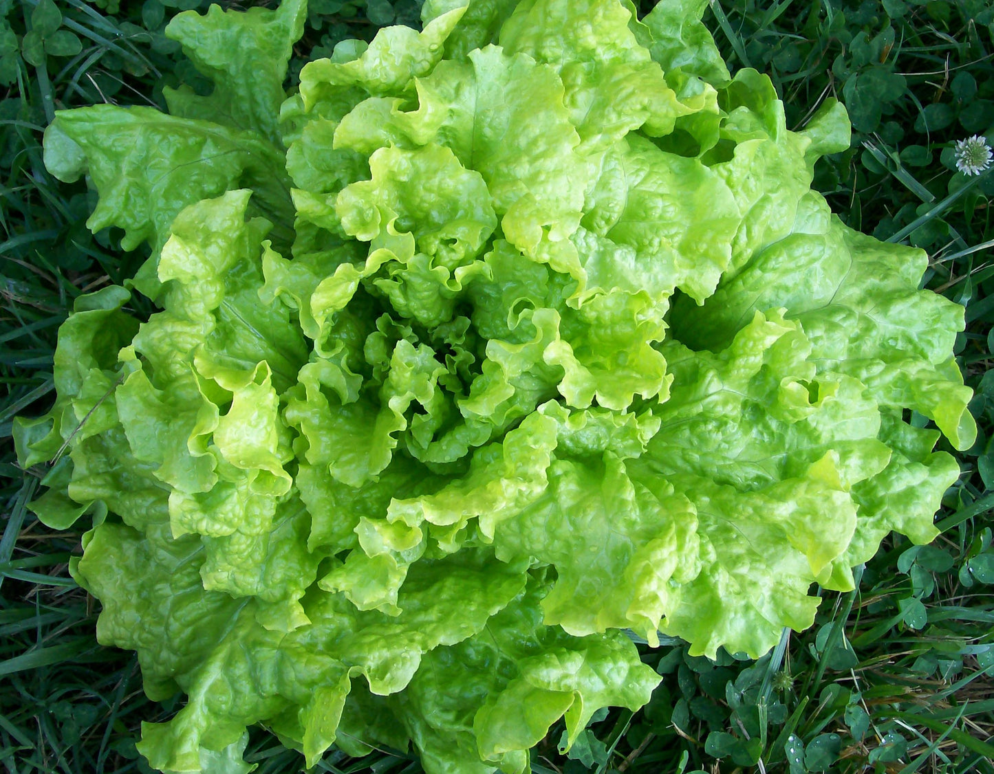 Lettuce- Black Seeded